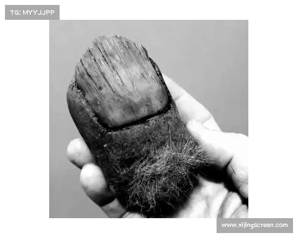 马的脚趾结构演化与动物界适应性关系探析