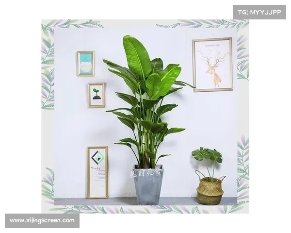 卷帘绿魔的生态秘密与养护技巧全解析打造健康绿植环境秘诀